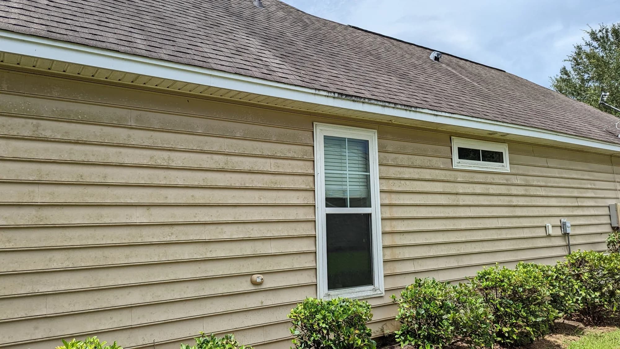 Beige vinyl siding covered in dark algae and mildew streaks before washing